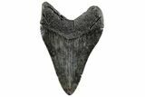 Fossil Megalodon Tooth - Polished Blade #200823-1